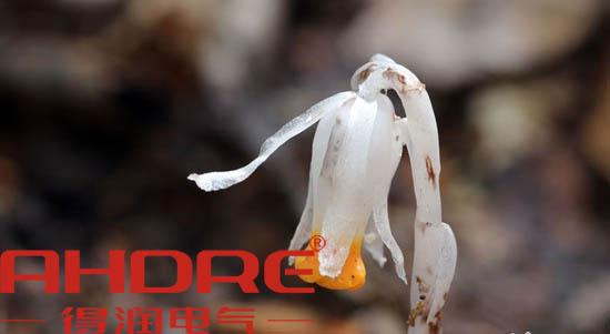 安徽得潤電氣 高低壓開關(guān)柜 變頻柜 咨詢熱線4000551777